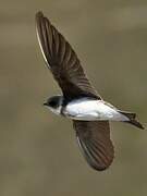 Sand Martin