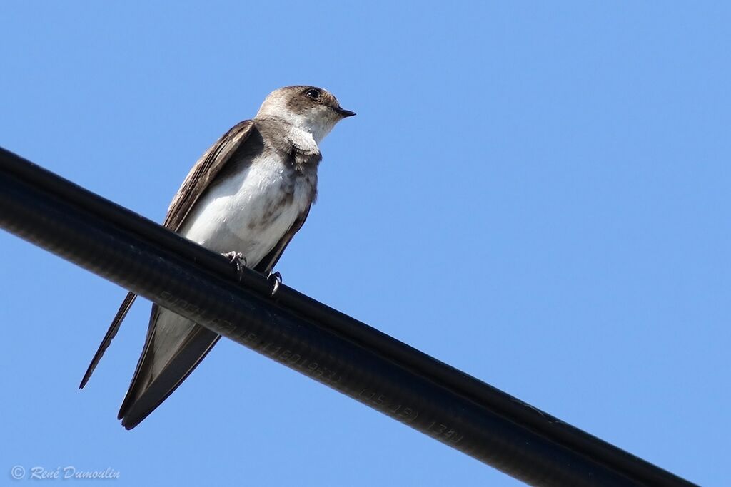 Hirondelle de rivagejuvénile, identification