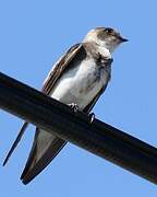 Sand Martin