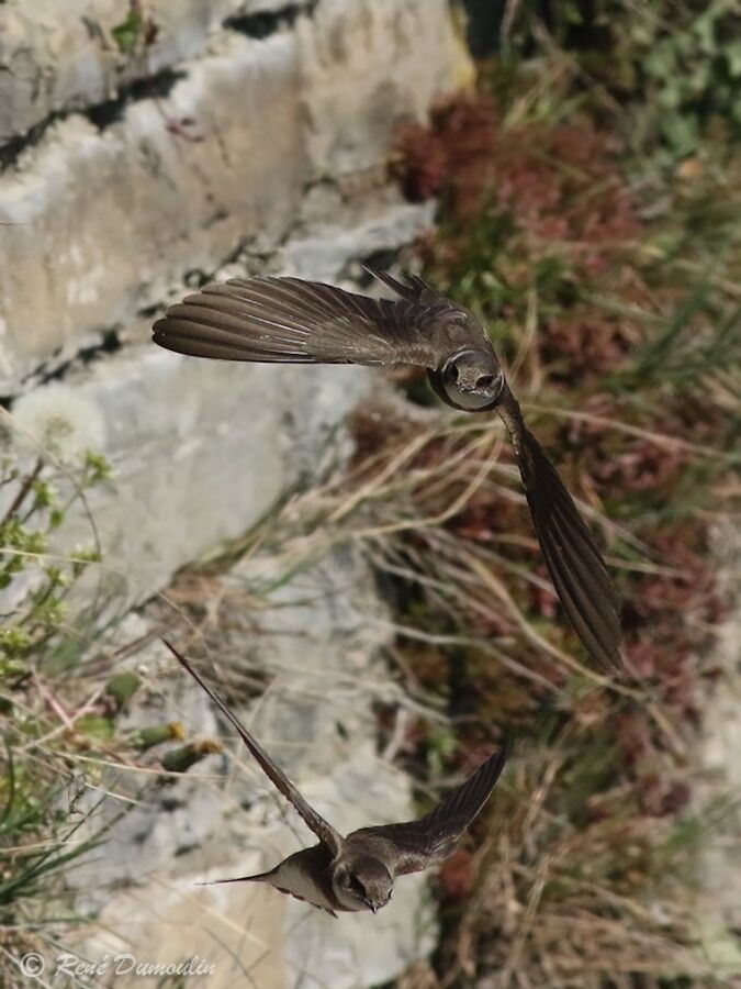 Sand Martinadult, Flight, Behaviour