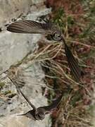 Sand Martin