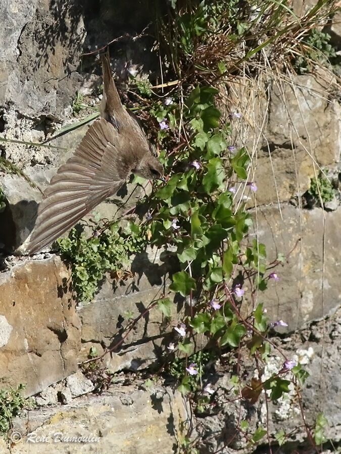 Sand Martinadult breeding, Flight