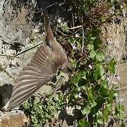 Sand Martin