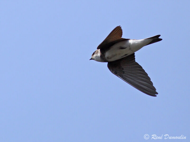 Sand Martinadult, Flight