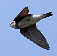 Sand Martin