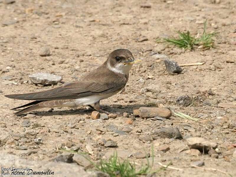 Sand Martinadult, Reproduction-nesting