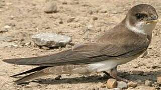 Sand Martin