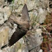 Sand Martin