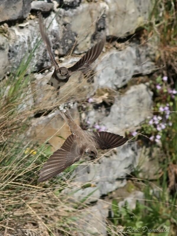 Sand Martinadult, Flight