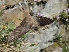 Sand Martin