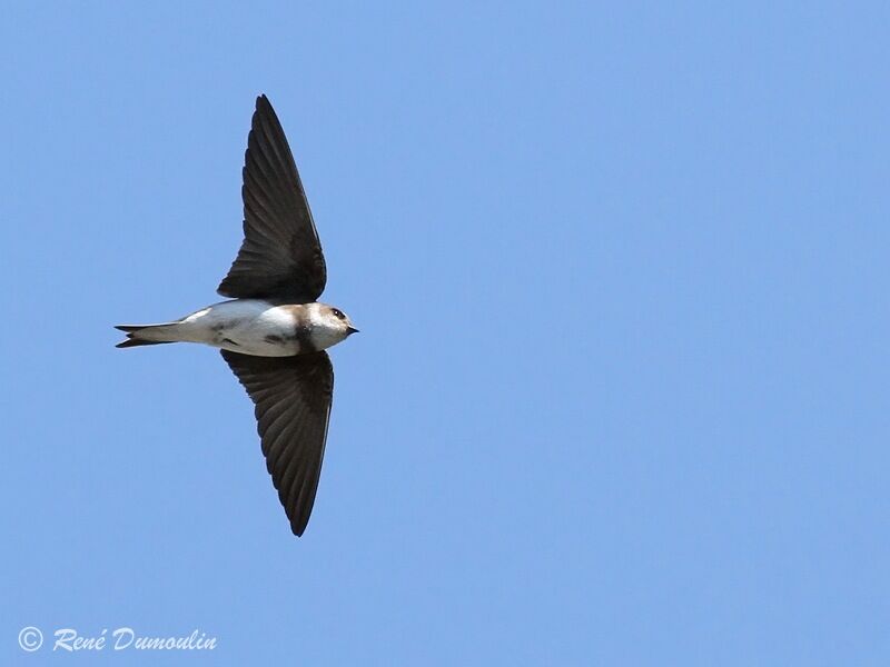 Sand Martinadult, Flight