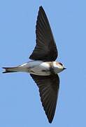 Sand Martin