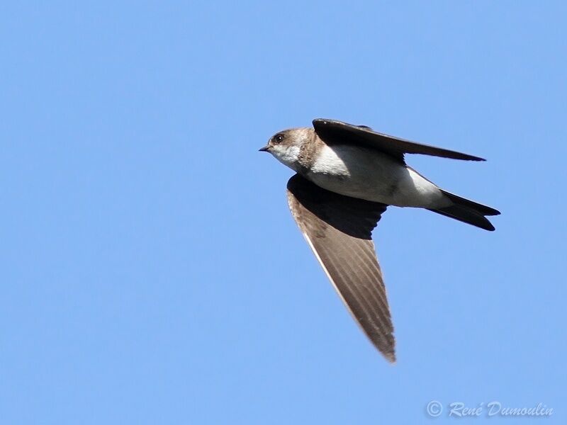 Sand Martinadult, Flight