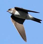 Sand Martin