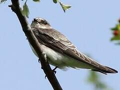 Sand Martin