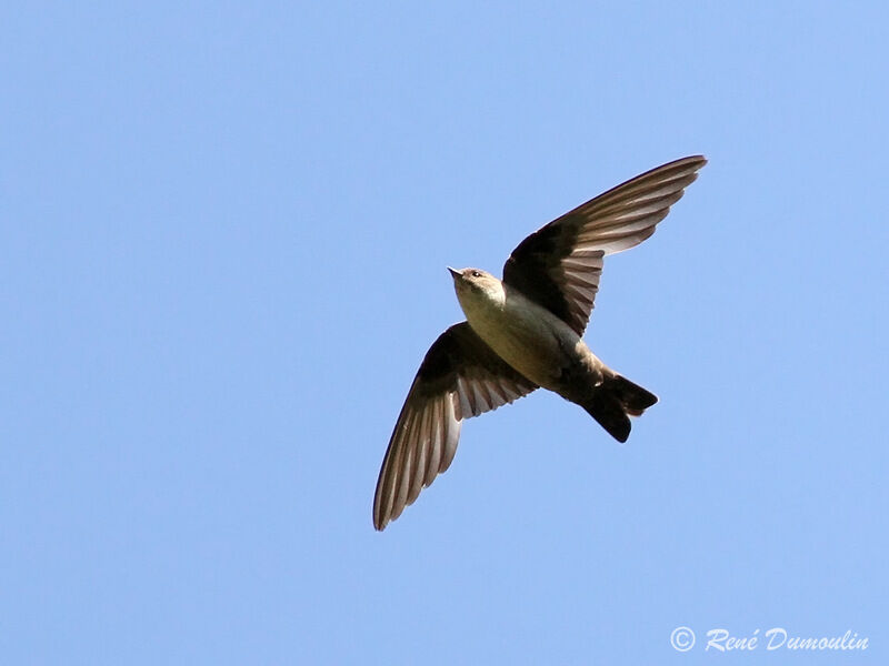 Eurasian Crag Martinadult, Flight