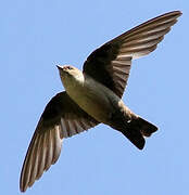 Eurasian Crag Martin