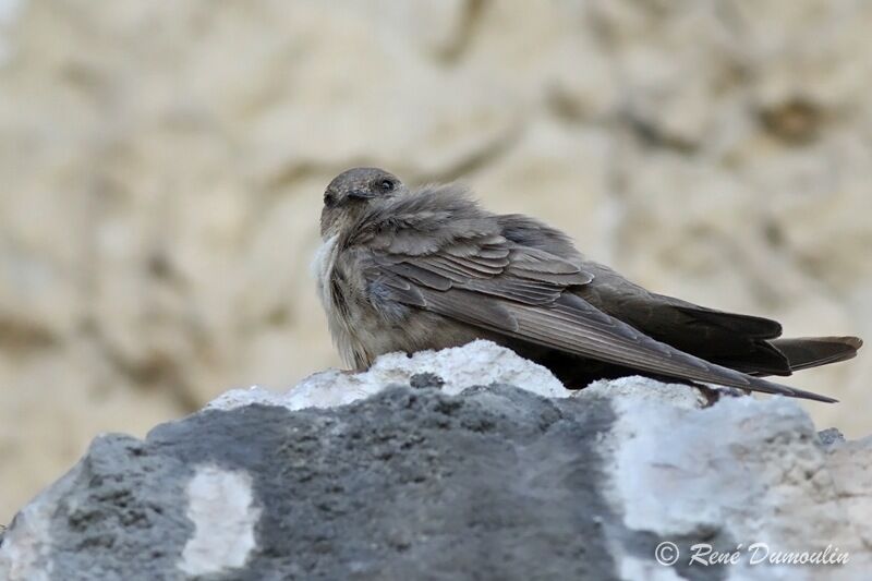 Eurasian Crag Martinadult, identification