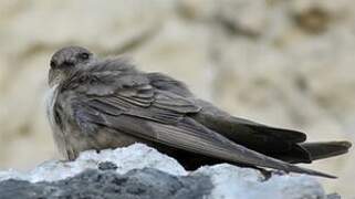 Eurasian Crag Martin