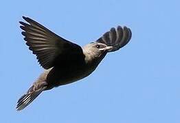 Eurasian Crag Martin