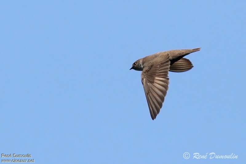 Eurasian Crag Martinadult, Flight