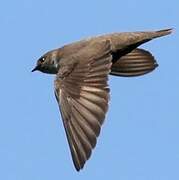 Eurasian Crag Martin