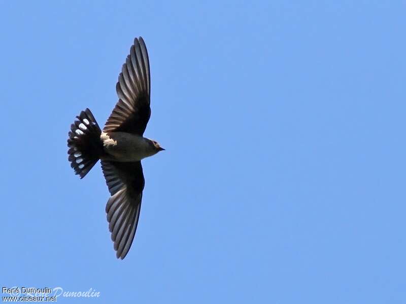 Eurasian Crag Martinadult, Flight