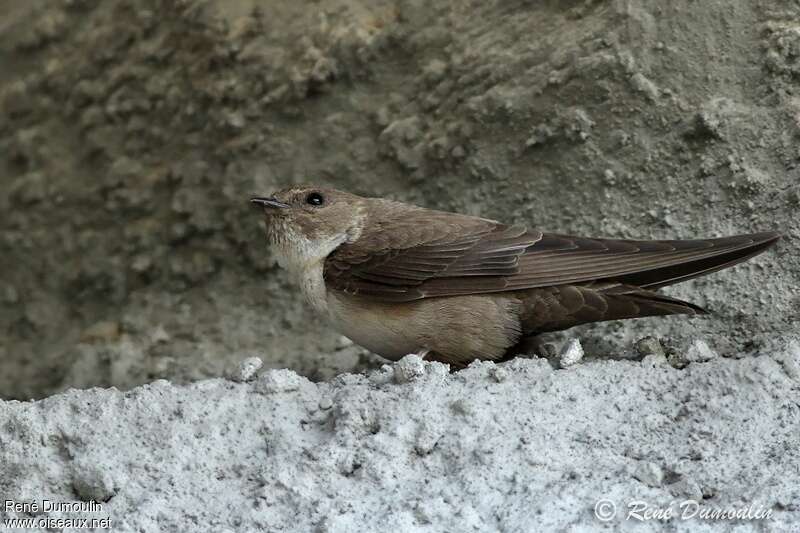 Eurasian Crag Martin, identification