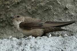 Eurasian Crag Martin