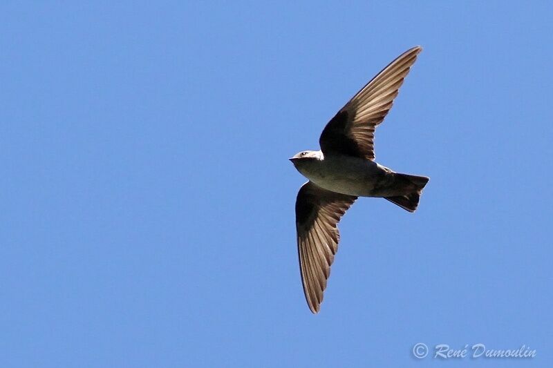 Eurasian Crag Martin, Flight