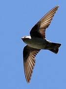 Eurasian Crag Martin