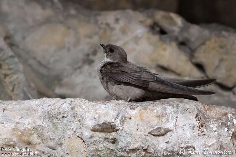 Eurasian Crag Martinadult, identification