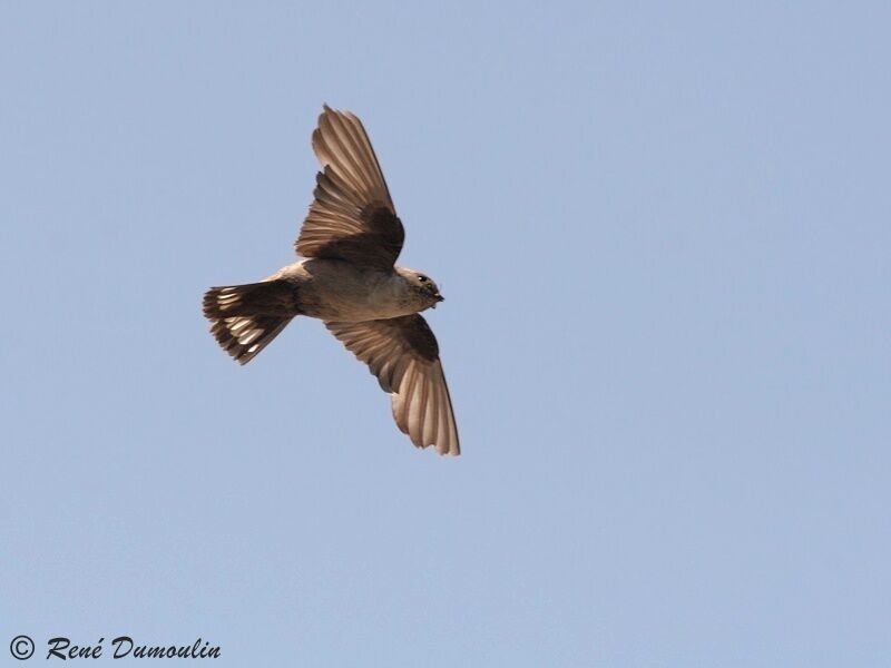 Eurasian Crag Martin