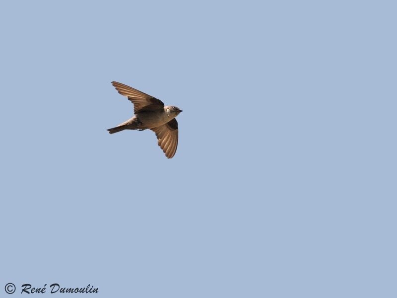 Eurasian Crag Martin