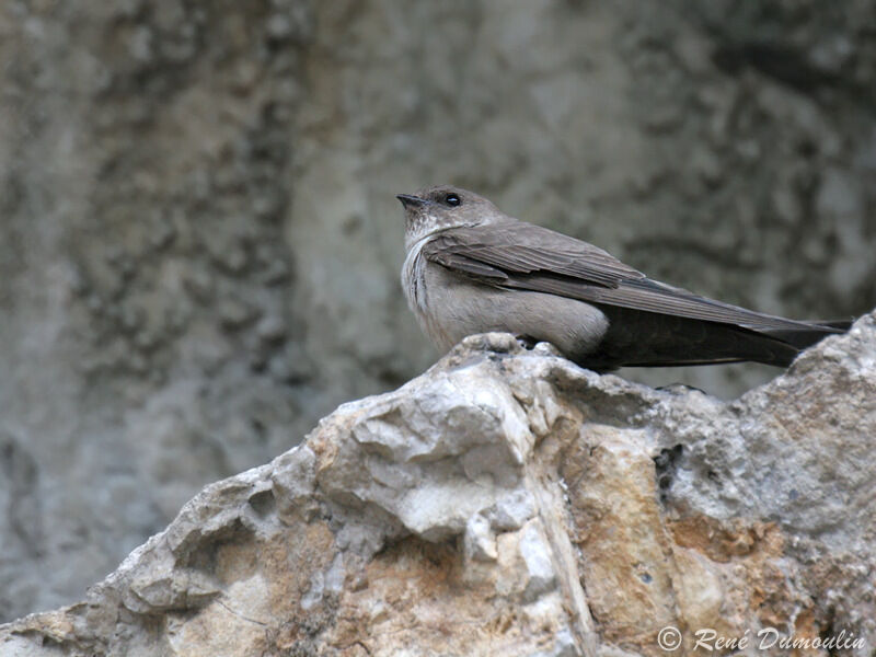 Hirondelle de rochersadulte