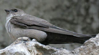 Eurasian Crag Martin