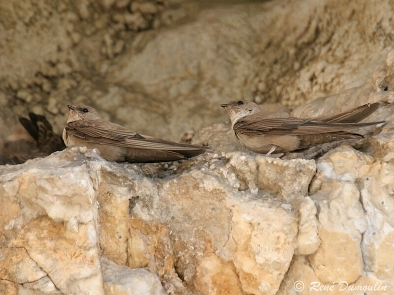 Eurasian Crag Martinadult