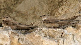 Hirondelle de rochers