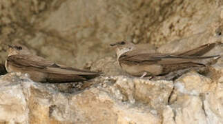 Eurasian Crag Martin