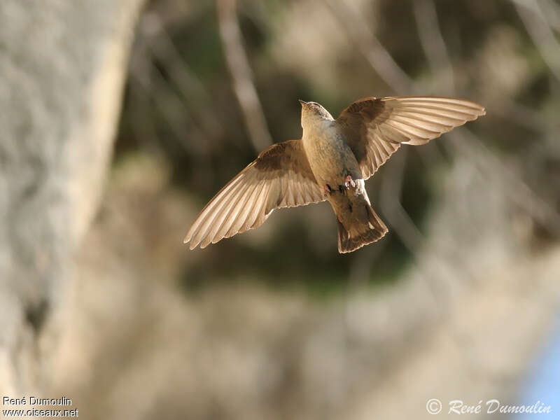 Eurasian Crag Martinadult, identification