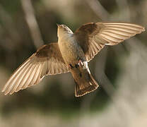 Eurasian Crag Martin