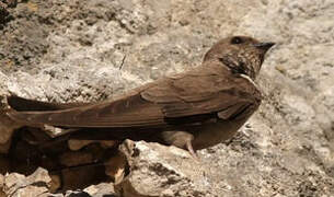 Eurasian Crag Martin