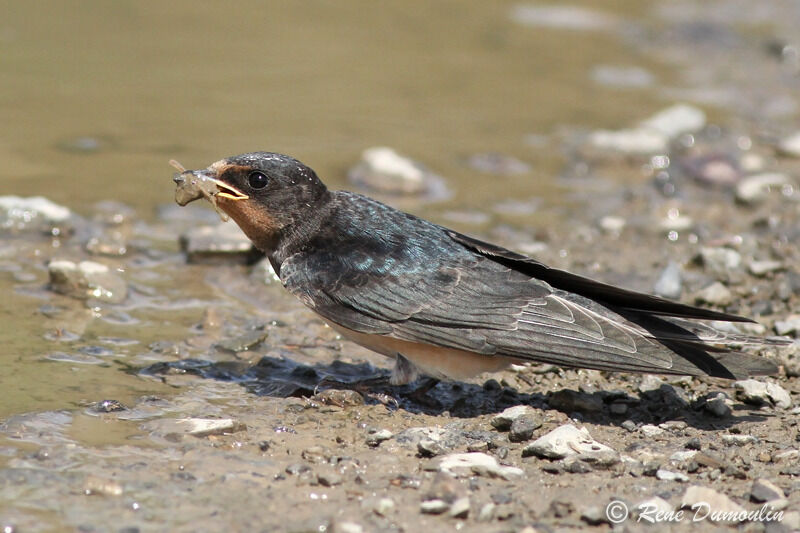 Hirondelle rustique1ère année, identification, Comportement