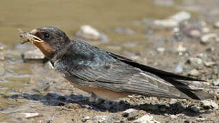 Barn Swallow