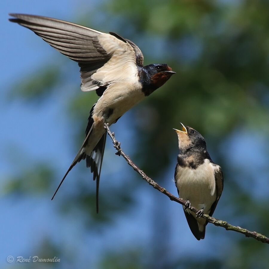 Hirondelle rustique, Comportement