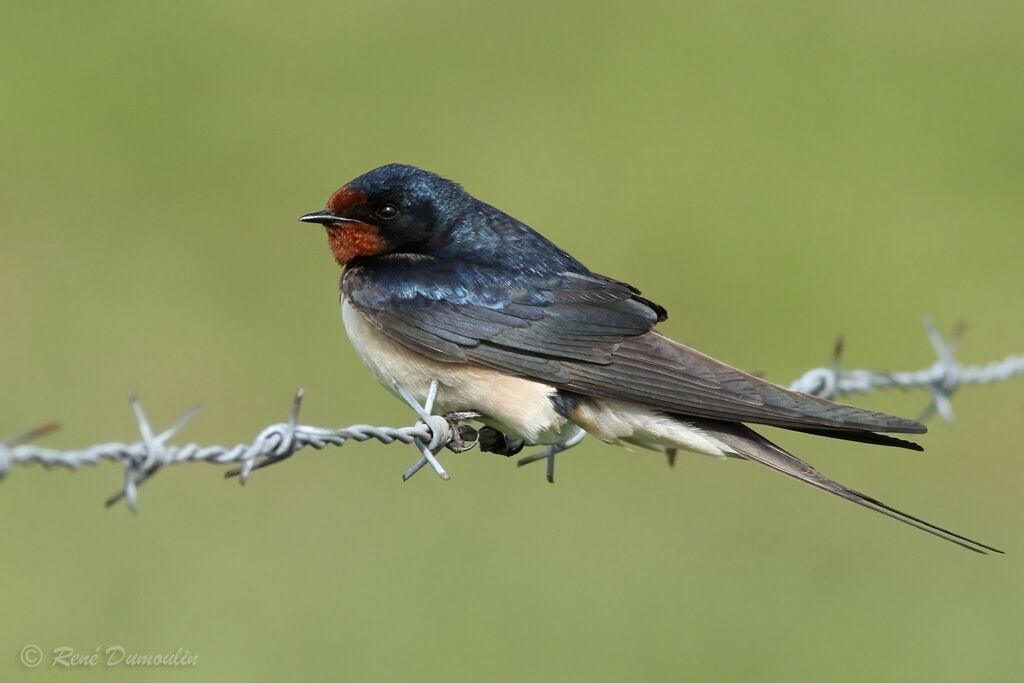 Barn Swallowadult breeding, identification