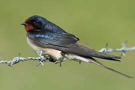 Barn Swallow