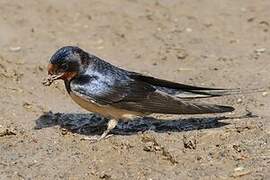 Barn Swallow