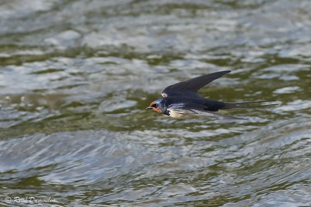 Barn Swallowadult breeding, Flight