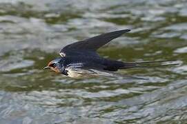 Barn Swallow